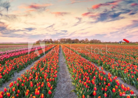 Picture of Colorful spring sunrise on the tulip farm near the Espel village